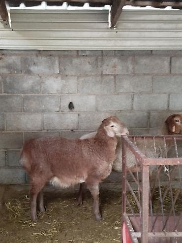 балык кумара: Продаю | Овца (самка) | Полукровка | Для разведения | Племенные — 5