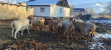 британская голубая кошка: Продаю | Овца (самка) | На забой | Матка — 1