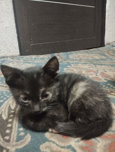 продажа домашних животных: Котята домашних окрасов - Возраст: примерно 1,5–3 месяца (на фото — 4