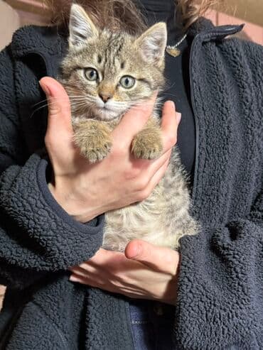 новорожденный котенок: Ищет дом маленький котёнок! 🐾✨ Отдаю в добрые и ответственные руки — 1
