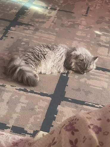 кошка рэгдолл: Сибирская, 10 месяцев, Мальчик, Серебристая шиншилла, Кастрирована, Приучена к лотку, Проглистована — 5