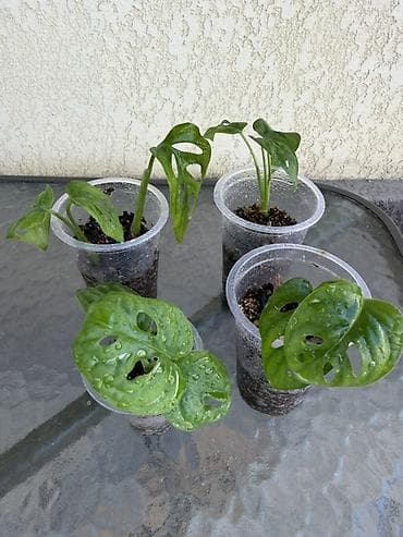 цветы токмок: Детки монстеры Манки . 
150 с . Укорененные — 1