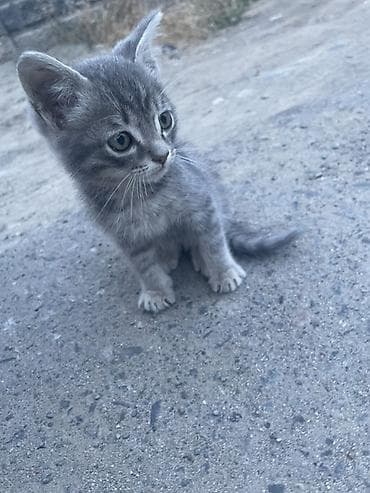 1 месяц, мальчик отдам в хорошие руки, самовывоз — 3