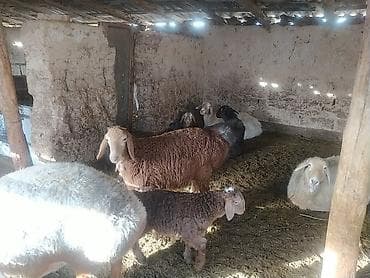 матка: Продаю | Овца (самка) | Для разведения | Матка — 3