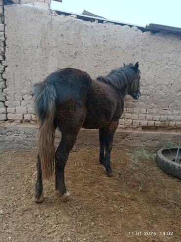 черепаха ош: Продаю | Жеребец | Рабочий — 2