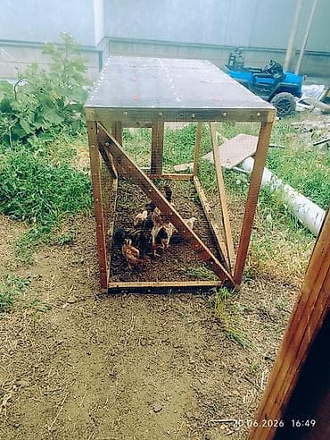 Животные: Продаю | Цыплята | Бойцовая, Дакан | Для разведения — 8