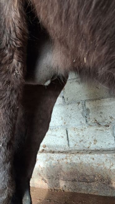 коён ош: Сатам | Бээ (ургаачы), Байтал | Аргын | Көбөйтүү үчүн | Асыл тукумдуу — 6