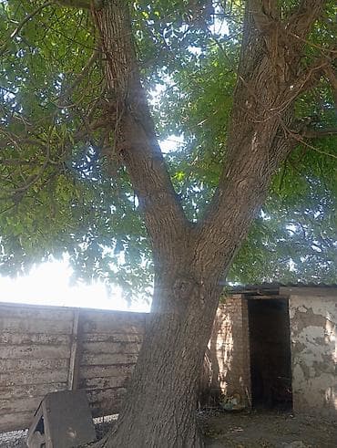 Прод.большой орех на корню,самопил, самовывоз,в Кара-Балта at lalafo.kg Прод.большой орех на корню,самопил, самовывоз,в Кара-Балта