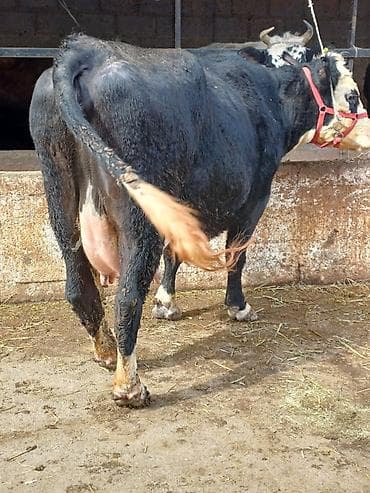 А/ч жаныбарларын сатам: Сатам | Уй (ургаачы) | Сүт алуу үчүн | Байланган — 5