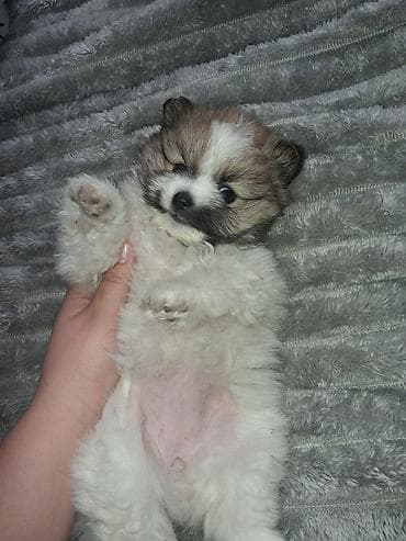 Үй жаныбарлары: Помиранский шпиц •Девочка •Родилась 14 .03.2026 •Окрас : пати-колор — 6