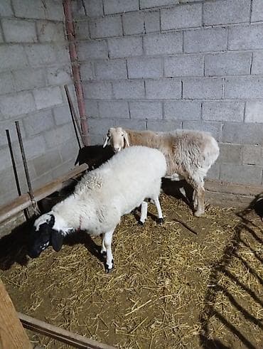 Другие животные: Продаю | Овца (самка) | Для разведения — 3