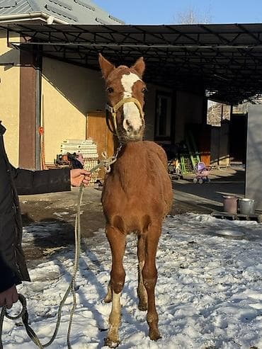 Продаю | Жеребенок | Для разведения