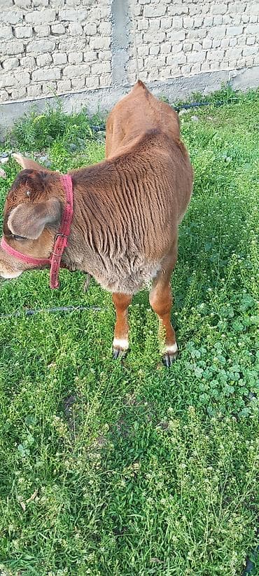 лайка собаки: Продаю | Музоо, торпок | На откорм | Привязанные — 4