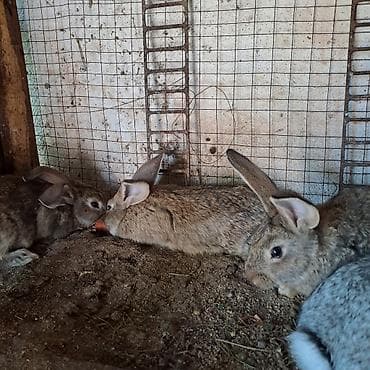 кролики великан: Продаю | Крольчата | Серый великан | Для разведения — 3