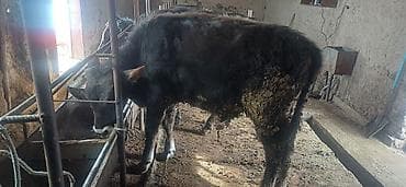 сиамская кошка цена бишкек: Продаю | Музоо, торпок | На откорм | Привязанные — 2