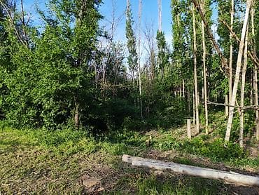 кукурузные пачатки: Дрова Тополь — 2