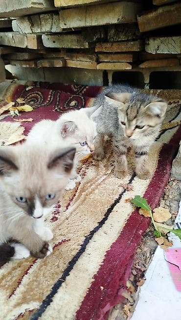 отдам щенка: Отдам котят бесплатно в хорошие руки — 2