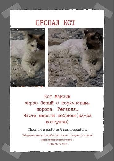 Животные: Пропала : Рэгдолл, Мальчик, Биколор — 1