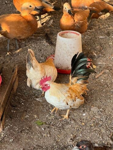 купить павлинов: На продажу пара Шабо — 2