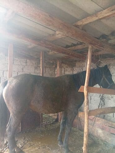 бээ: Продаю | Кобыла (самка) | Для разведения — 4