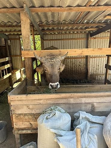 бык ангуст: Продаю | Бык (самец) | Для разведения | Осеменитель — 5