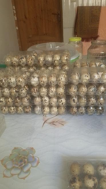 Бал: Перепелиные яйца в пластиковых контейнерах. - Классическая пятнистая — 1