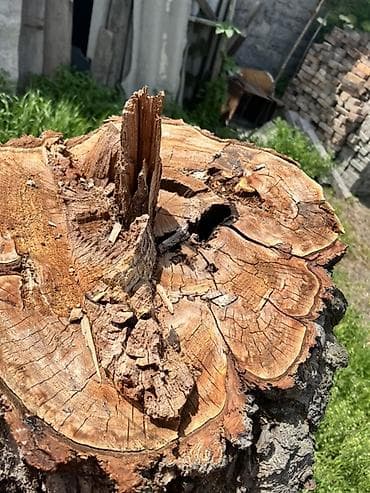 пенек купить: Срубили абрикос, дереву больше 40 лет 🌳 Древесина очень крепкая и — 4