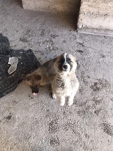 собака французский бульдог цена: Щенки метисы среднего размера - Возраст: примерно 1,5–2 месяца (по — 2