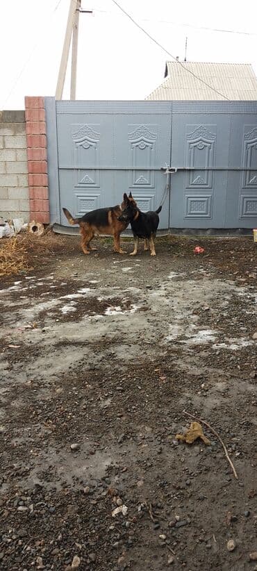 джек рассел терьер купить бишкек: Продаю восточной европейские овчарки самка и кобель по 3,5 года щенок — 1