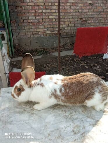 Продаю | Кролик самец, Крольчиха (самка) | Фландр | Для разведения