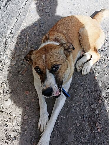 акустические системы vip колонка в виде собак: Породистая собака средних размеров с короткой шерстью. Окрас палевый с — 5