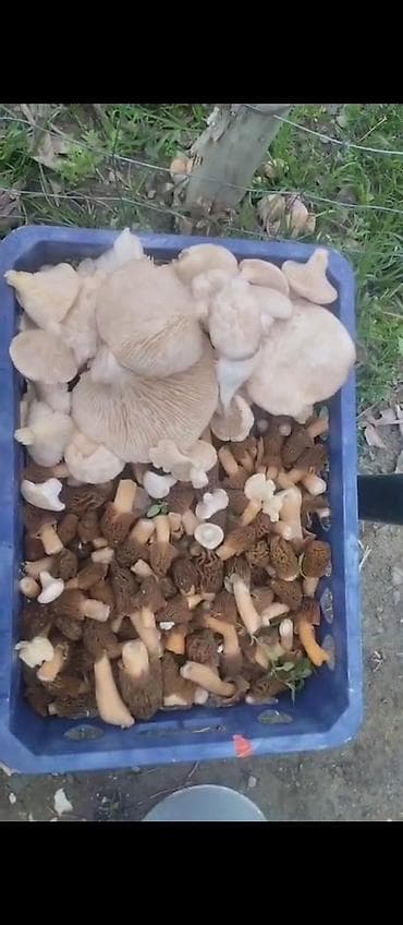 мешки оптом бишкек: Смарчок свежий 350 сом кг Жалалабад — 1