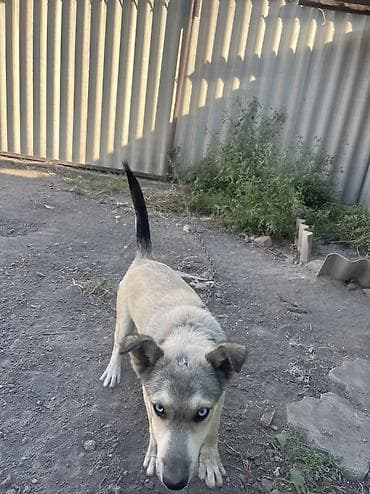 хаски куплю: Продажа собак — 4