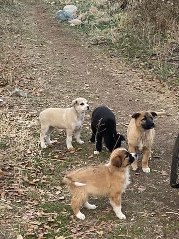 Вязка собак: Собака даром: Дворняжка, 2 месяца, Самка — 6