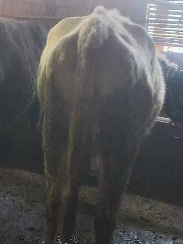 пародистые бычки: Продаю | Бык (самец) | На откорм | Привязанные — 9