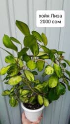 продажа аквариума: Продаю бегонии декоративно-лиственные, хою Лиза, Хойя кудрявая, хойя — 5