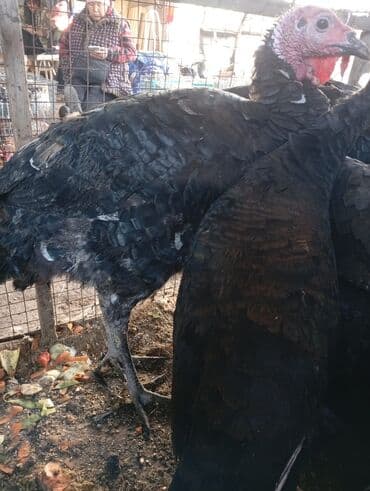 домашние птицы: Индюки и индюшки.3самки прошлый год — 9