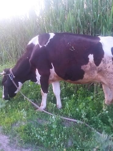 продам сельхоз животных: Первотелка голштинской породы,покрыта краснопестрой голштинское — 3