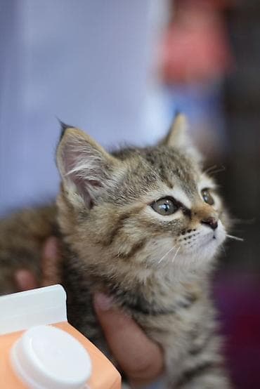 черепаховая кошка: Кошка даром: Сибирская, 2 месяца, Мальчик — 7