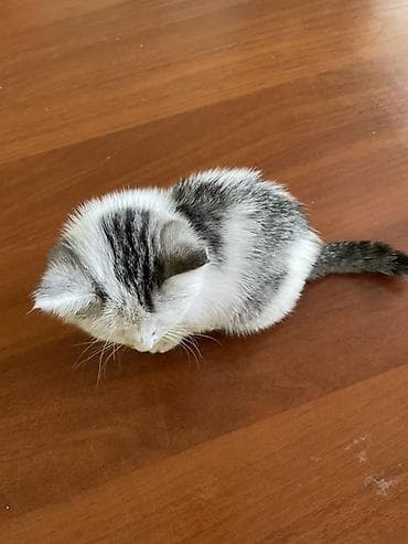 коша: Котёнок, короткошёрстный, окрас белый с серыми пятнами и тёмным узором — 2