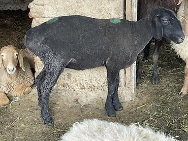 коша: Продаю | Овца (самка) | На забой — 7