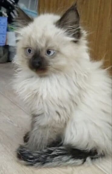 ошейник для котят: Рэгдолл, 2 месяца, Мальчик, Биколор, Приучена к лотку — 2