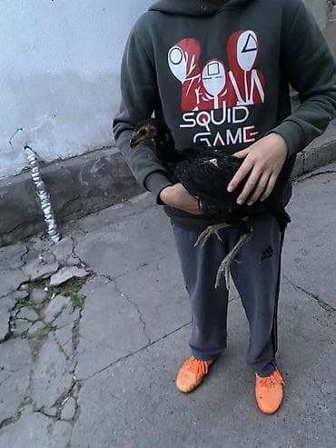 курица несушки: Продаю | Петух, Цыплята | Бойцовая | Для разведения, Для боев — 1