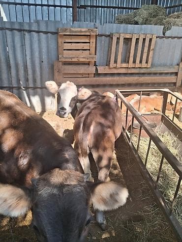 собаки каракол: Сатам | Кунаажын — 3
