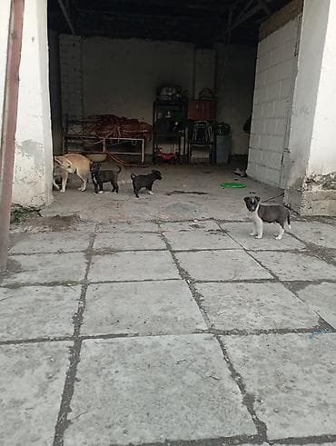 чихуа чихуа: Звоночки . 2.5 месяца. вырастут небольшого роста . бесплатно — 9