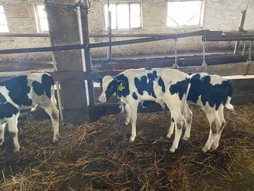 кыргыз добот ит: Сатам | Уй (ургаачы), Бука (эркек), Кунаажын | Бордоп семиртүү үчүн, Союуга, Көбөйтүү үчүн | Асыл тукумдуу — 1