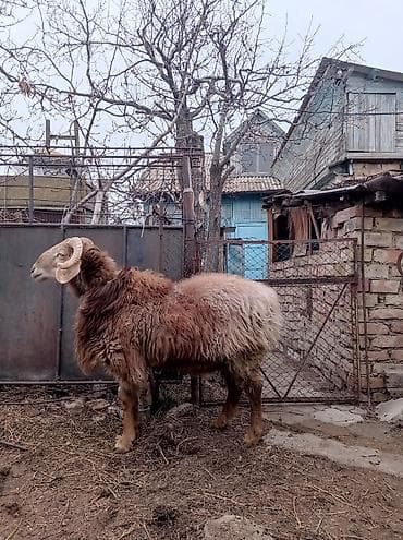 Продаю | Баран (самец) | Для разведения