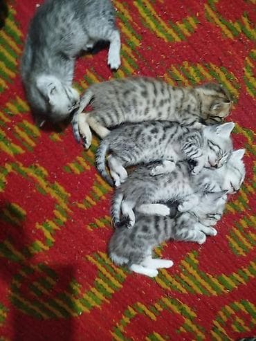 маленькие кошки: Кошка даром: Беспородная, 2 месяца, Мальчик, Приучена к лотку — 9