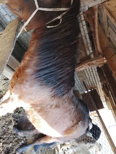 кошки бишкек: Продаю | Кобыла (самка) | На забой — 2