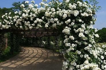 семена люцерн: Саженцы цветка: Розы, Самовывоз, Платная доставка — 2